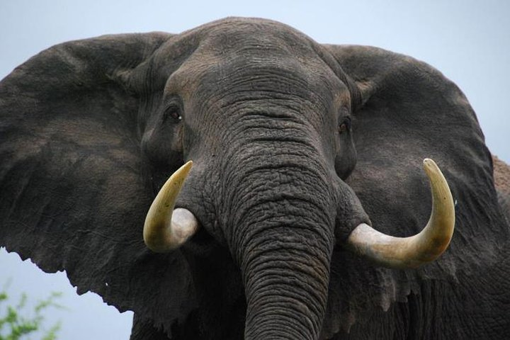 Elephant close up